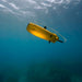 Chasing Gladius Mini S underwater drone exploring ocean depths with tether